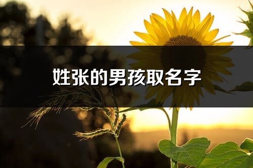 姓张的男孩取名字