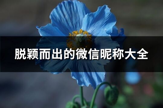 脱颖而出的微信昵称大全(共207个)