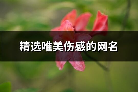 精选唯美伤感的网名(共411个)