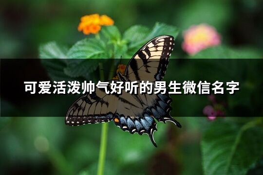 可爱活泼帅气好听的男生微信名字(优选222个)