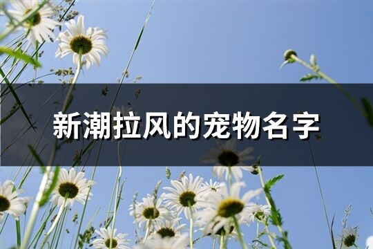 新潮拉风的宠物名字(精选181组)