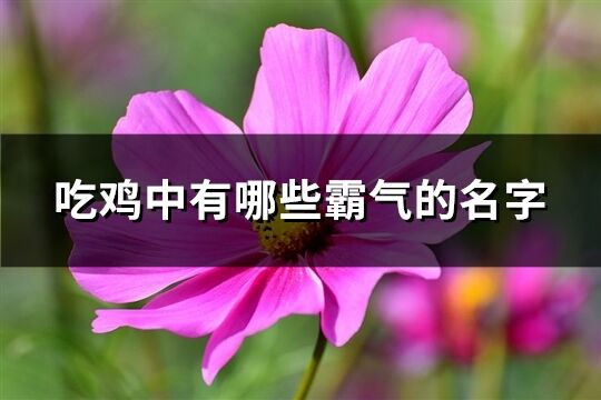 吃鸡中有哪些霸气的名字(483个)