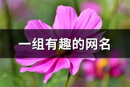 一组有趣的网名(335个)