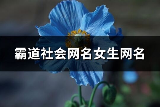 霸道社会网名女生网名(精选289个)