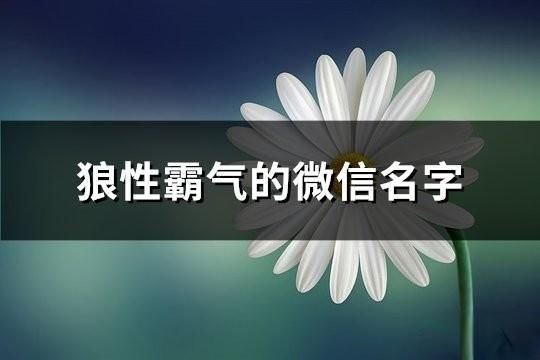 狼性霸气的微信名字(共150个)