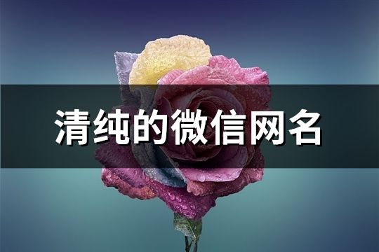 清纯的微信网名(精选1329个)